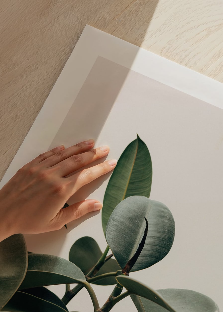 Rubber Plant-12