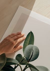 Rubber Plant-5