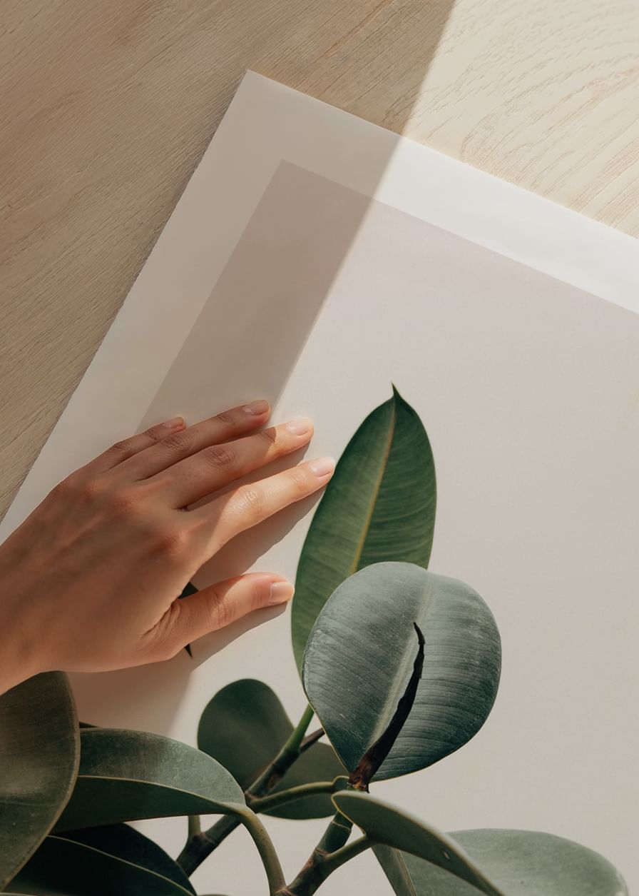 Rubber Plant-12