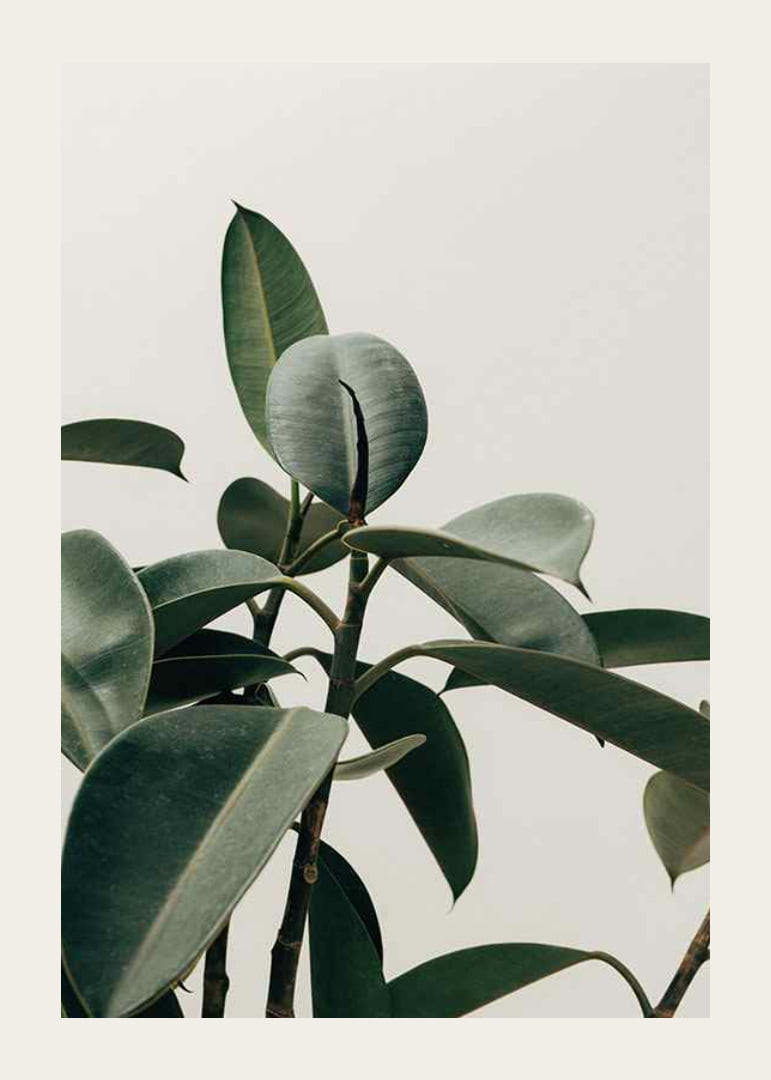 Rubber Plant-12