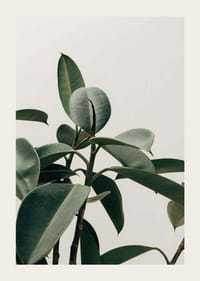 Rubber Plant-3