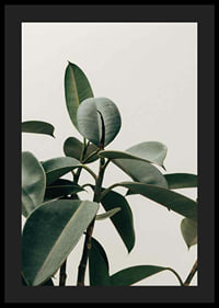 Rubber Plant-4