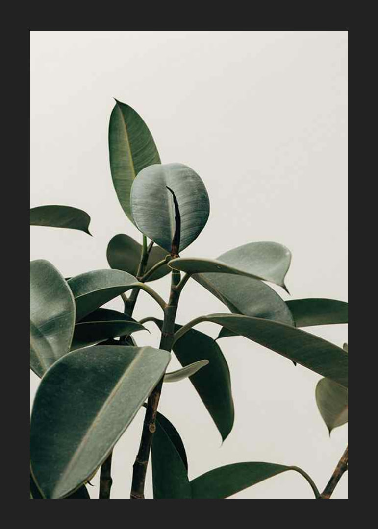 Rubber Plant-12