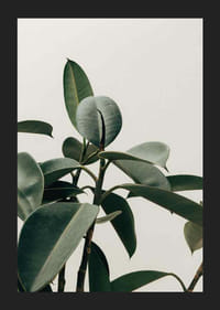 Rubber Plant-5