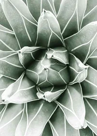 Bright Green Botanical No1-7