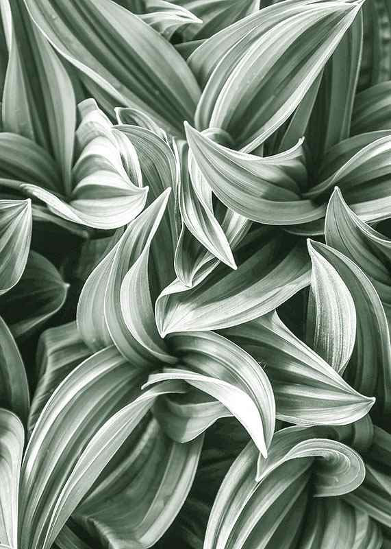 Bright Green Botanical No2-12