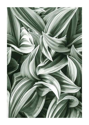 Plakatas Bright Green Botanical No2
