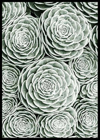 Bright Green Botanical No3-6