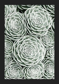 Bright Green Botanical No3-5