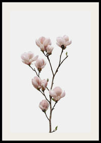 Magnolia Flower-2