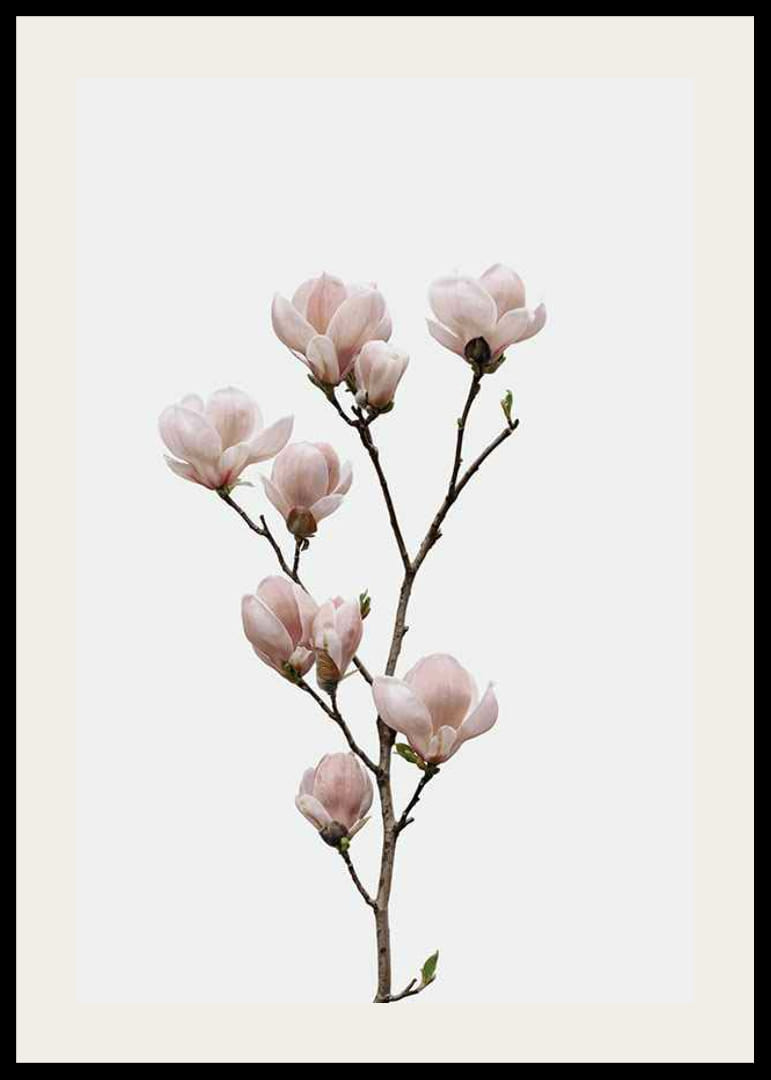 Magnolia Flower-12