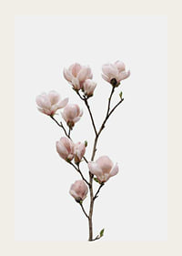 Magnolia Flower-3