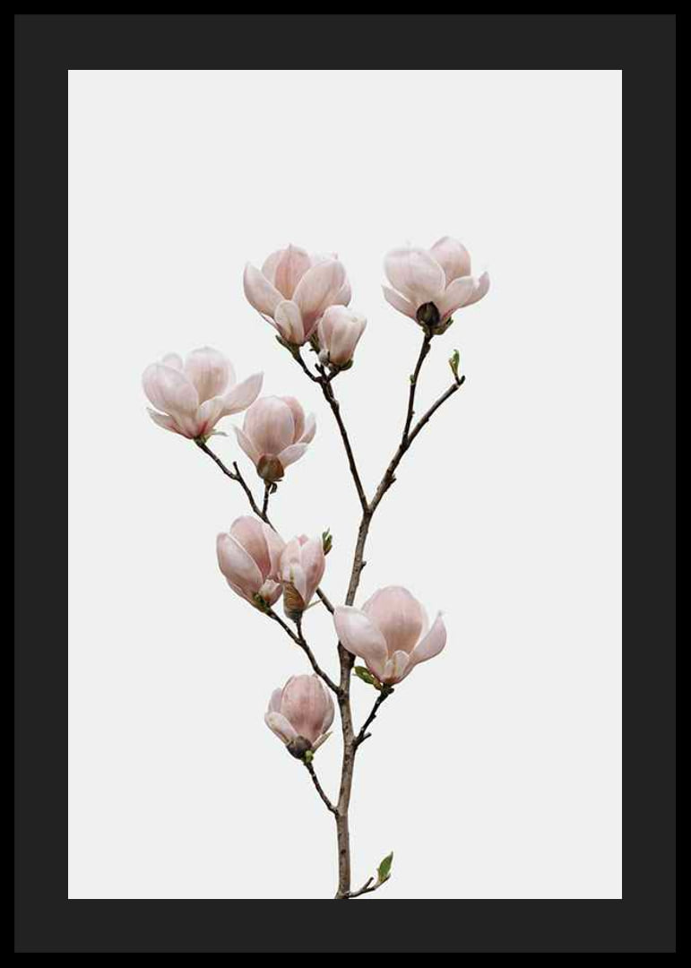 Magnolia Flower-12