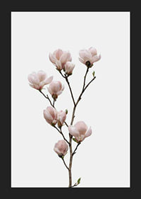 Magnolia Flower-5