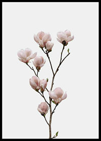 Magnolia Flower-6