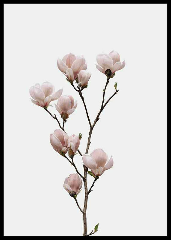 Magnolia Flower-12