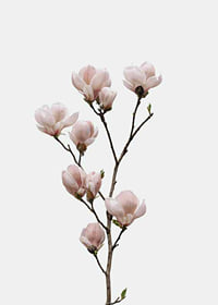 Magnolia Flower-7