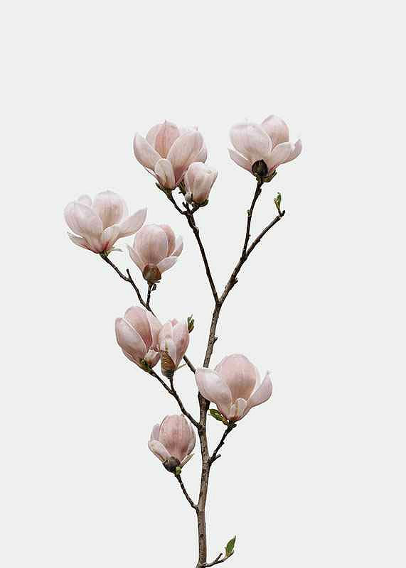 Magnolia Flower-12