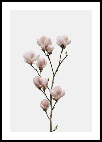 Poster Magnolia Flower