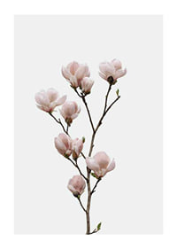 Magnolia Flower-1
