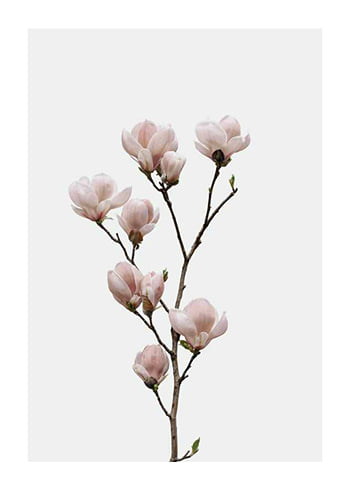 Poster Magnolia Flower