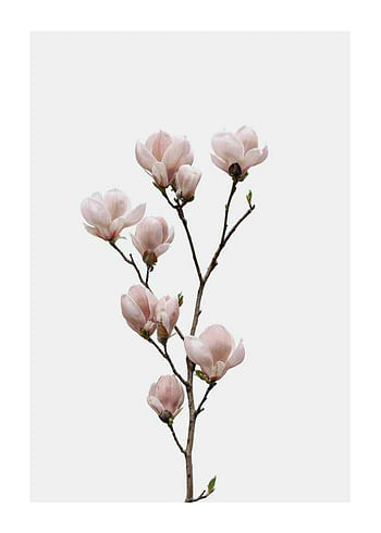 Poster Magnolia Flower