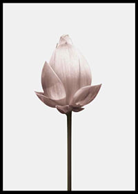 Lotus Flower-6