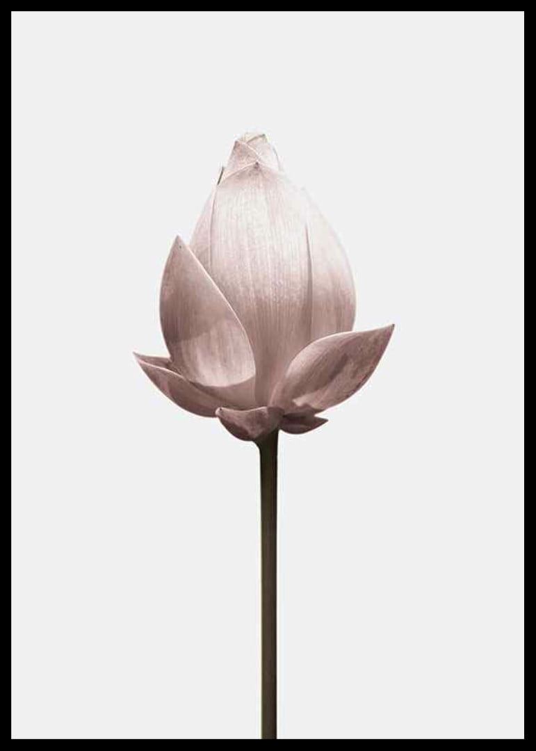 Lotus Flower-12