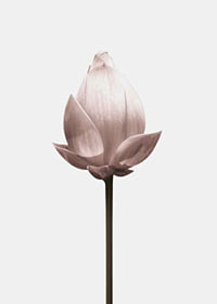 Lotus Flower-7