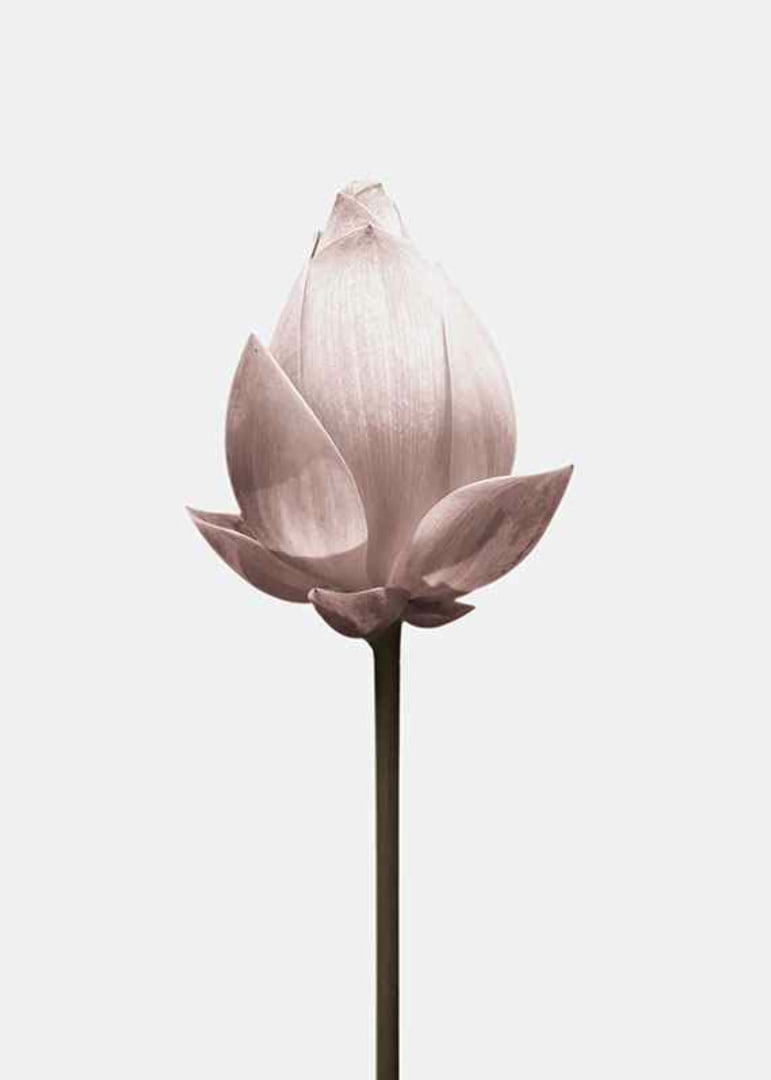 Lotus Flower-12