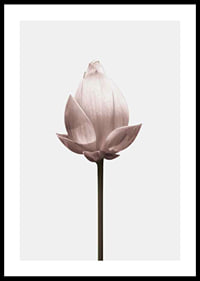 Lotus Flower-0