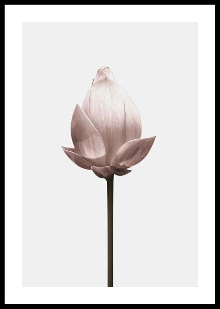 Lotus Flower-12