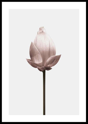 Poster Lotus Flower