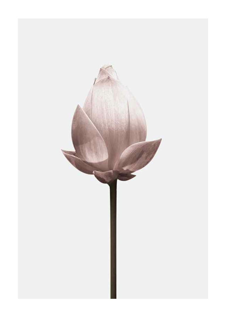 Lotus Flower-12