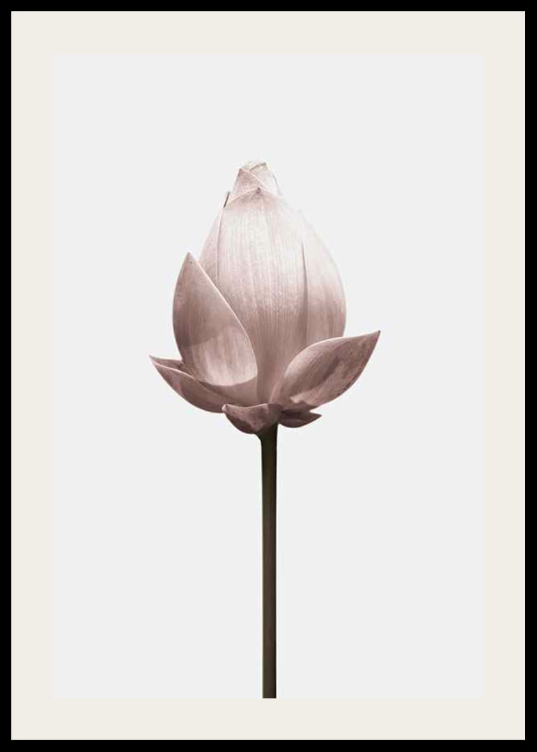 Lotus Flower-12