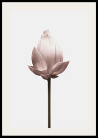Lotus Flower-2