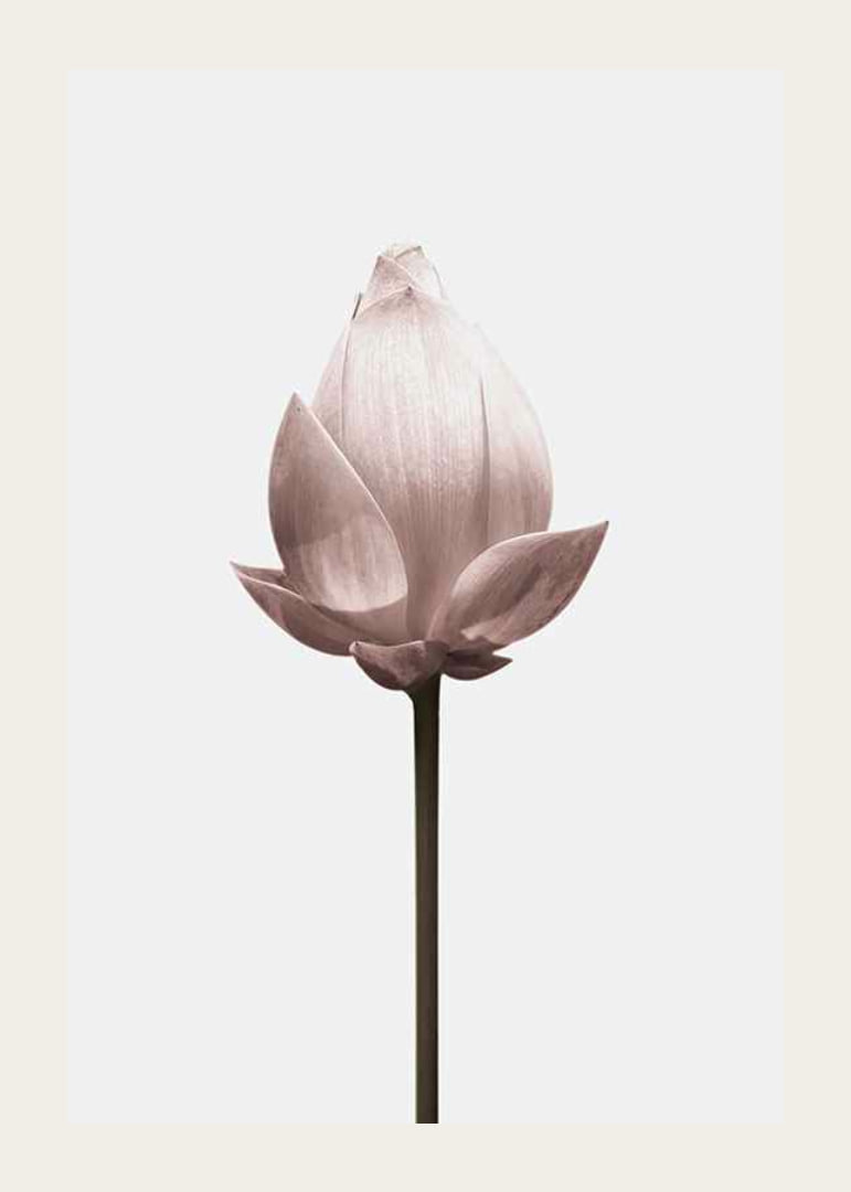 Lotus Flower-12