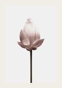 Lotus Flower-3