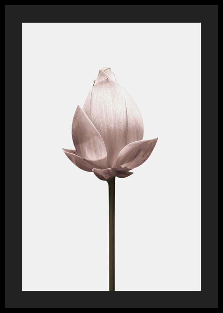 Lotus Flower-12