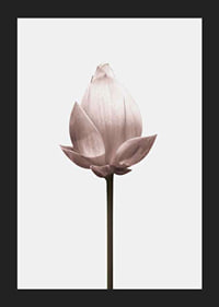 Lotus Flower-5