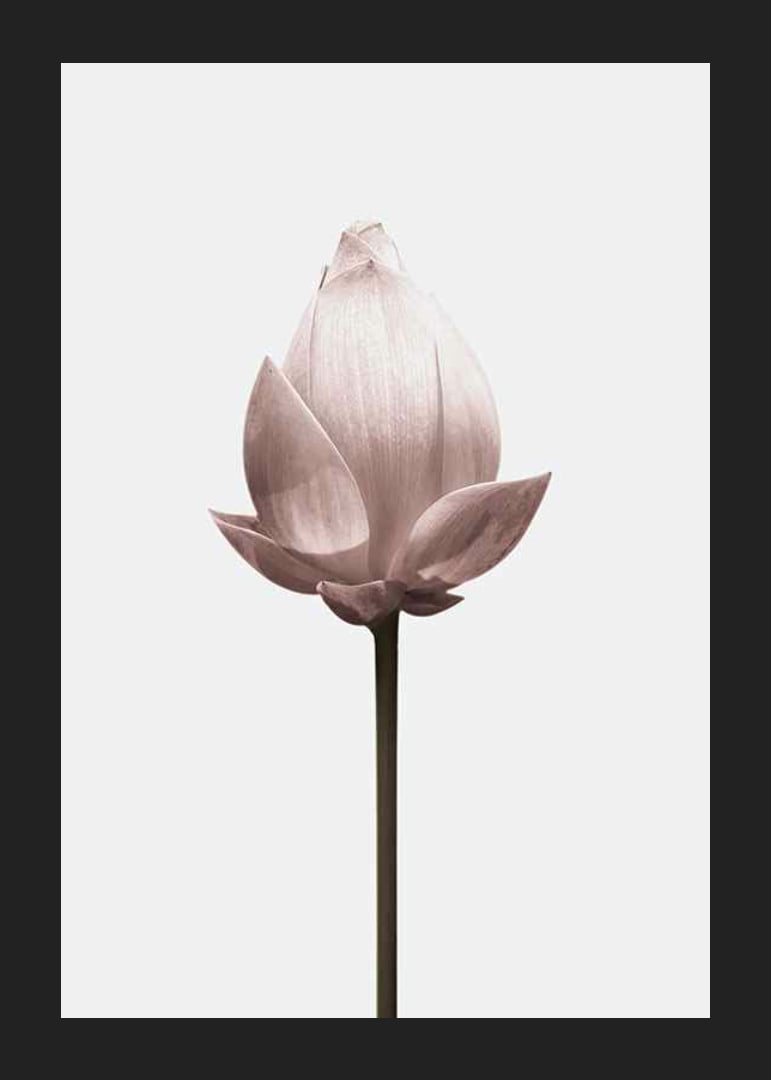Lotus Flower-12