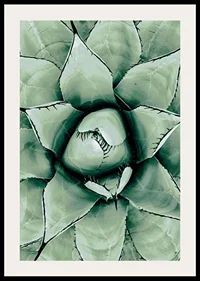 Agave Close Up No1-2