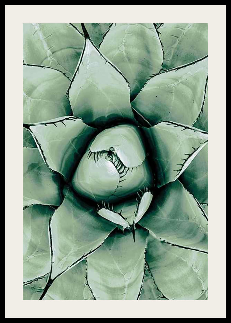 Agave Close Up No1-12