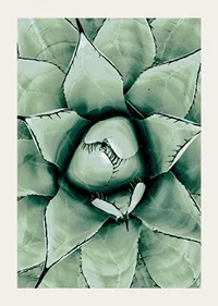 Agave Close Up No1-3