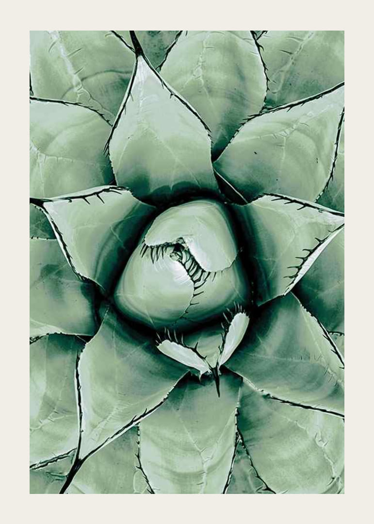 Agave Close Up No1-12