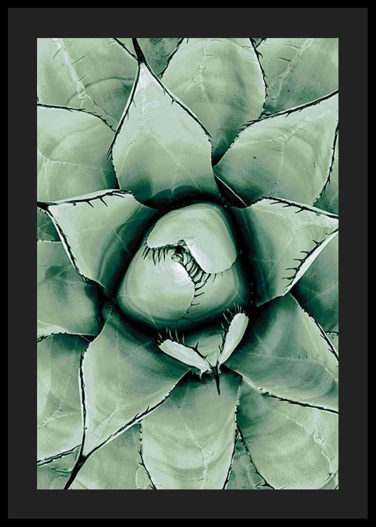 Agave Close Up No1-12