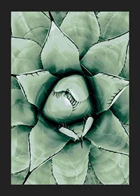Agave Close Up No1-5