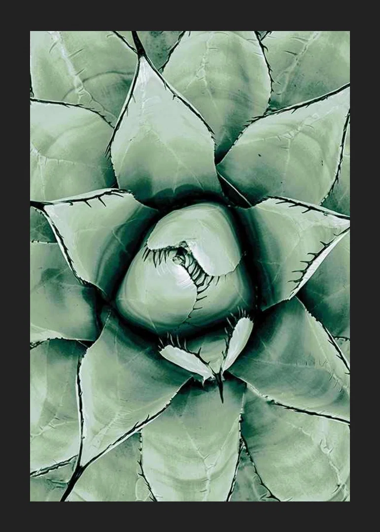 Agave Close Up No1-12