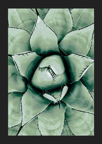 Agave Close Up No1-5