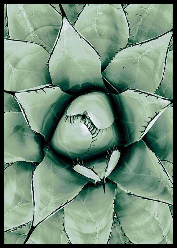 Agave Close Up No1-12